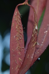 Greenideoida ceyloniae
