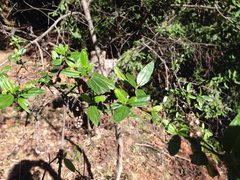 Ceanothus thyrsiflorus thyrsiflorus