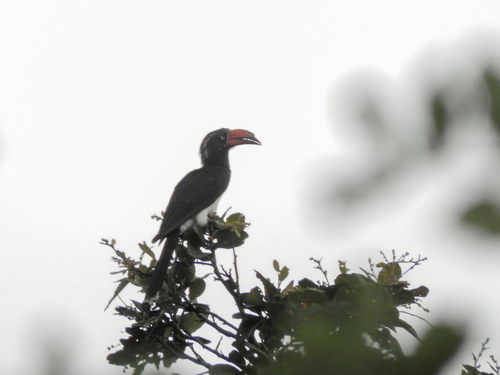 Crowned Hornbill