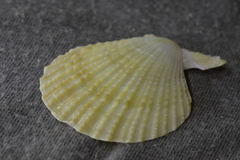 Scaeochlamys livida