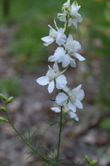 Delphinium ajacis
