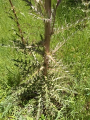 Cirsium horridulum megacanthum