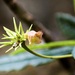 Gesneria bracteosa - Photo (c) Roberto Jovel, alguns direitos reservados (CC BY-NC), uploaded by Roberto Jovel