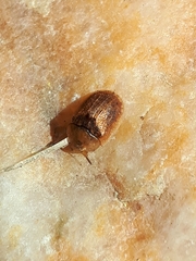 Hypocassida subferruginea