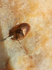 Hypocassida subferruginea