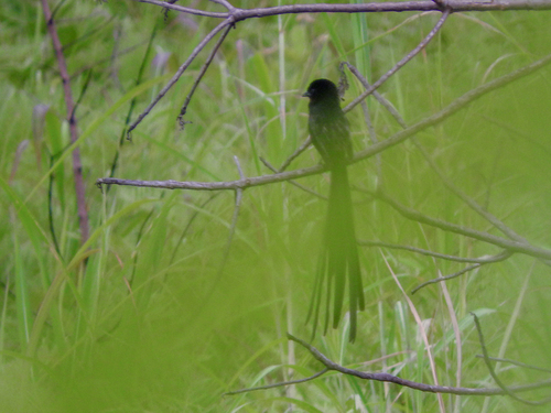 Red-collared Widowbird