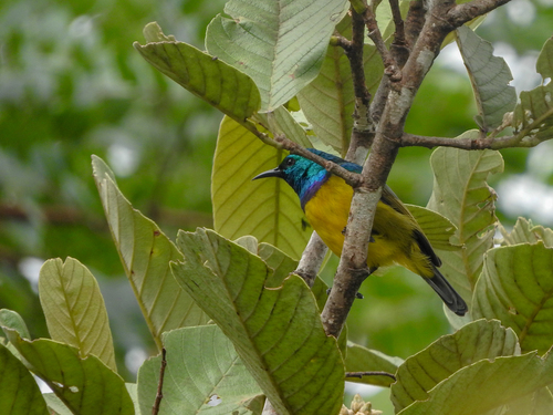 Collared Sunbird