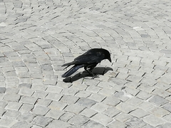 Corvus corone