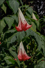 Brugmansia insignis