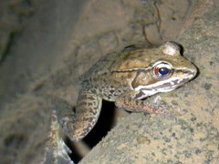 Lithobates maculatus