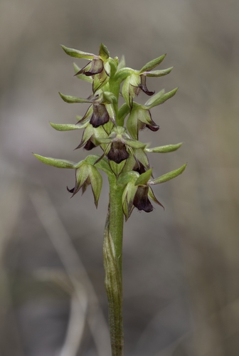 Fringed Midge Orchid (Genoplesium ciliatum)