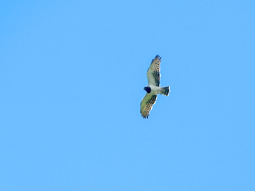 Black-chested Snake-Eagle