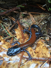 Plethodon yonahlossee