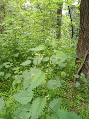 Urtica pilulifera