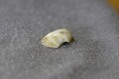 Striarca pisolina