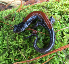 Plethodon yonahlossee