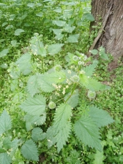 Urtica pilulifera
