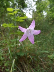 Campanula spatulata