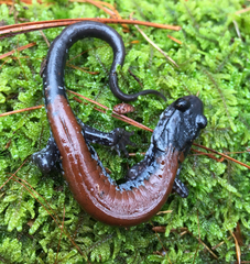 Plethodon yonahlossee