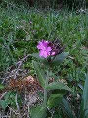 Silene dioica