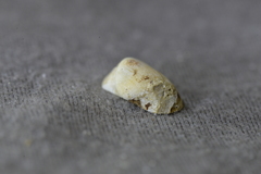 Striarca pisolina