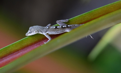 Anolis conspersus