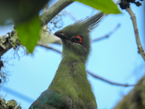 Schalow's Turaco