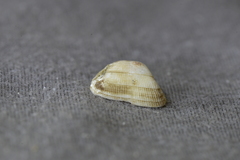 Striarca pisolina
