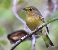 Vireo crassirostris