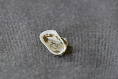Striarca pisolina