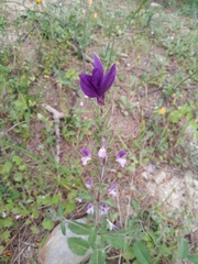 Salvia viridis