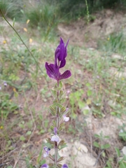 Salvia viridis