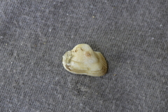 Striarca pisolina