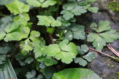 Sanicula lamelligera