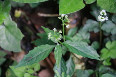 Sanicula lamelligera
