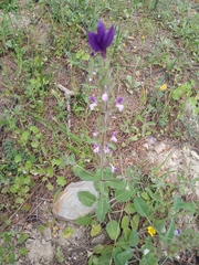 Salvia viridis