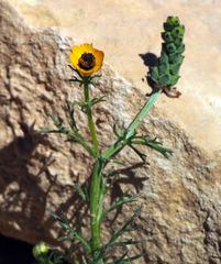 Adonis dentata