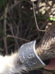 Tyto alba poensis