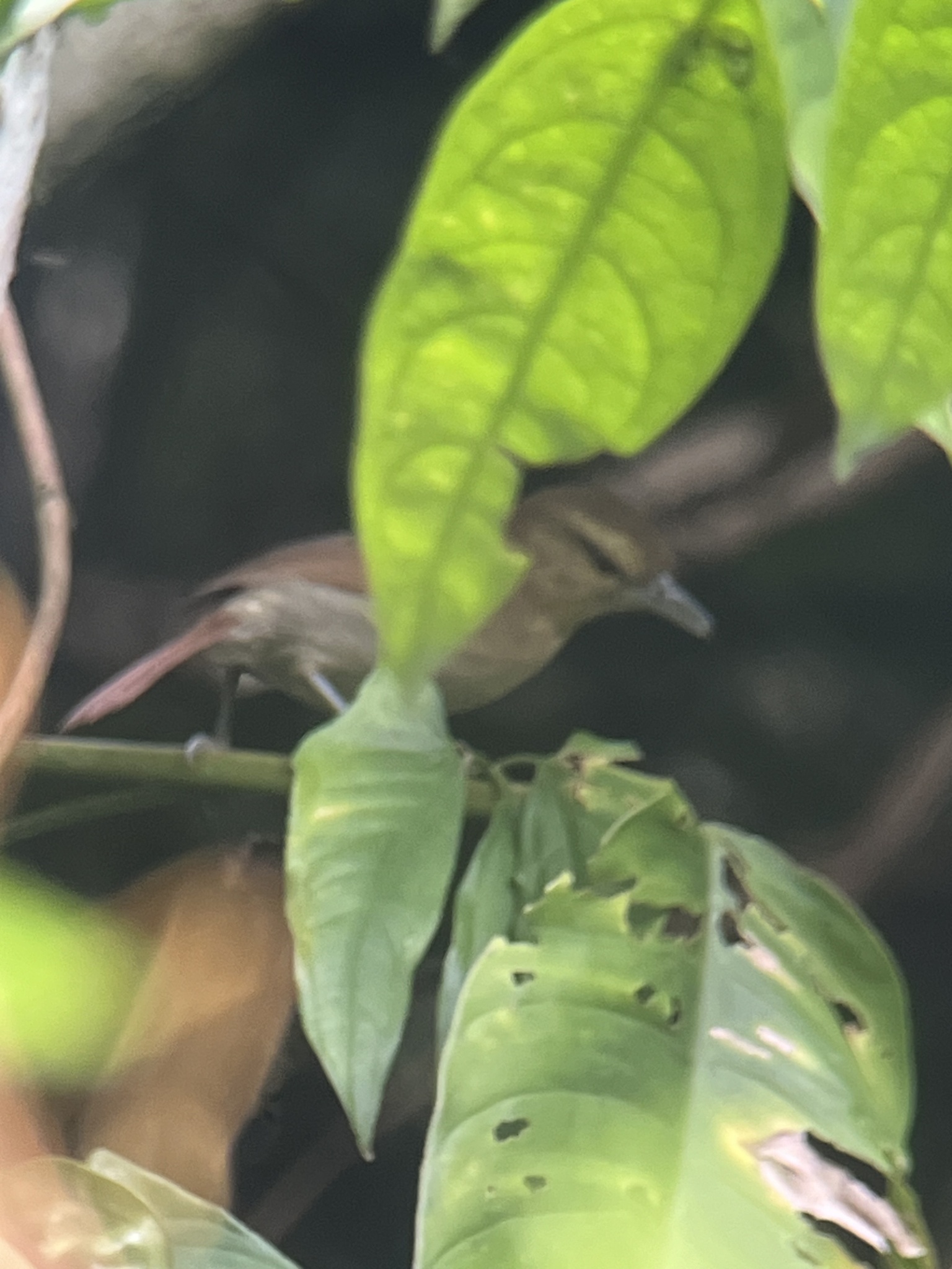 Russet Antshrike (Thamnistes anabatinus), photo 2