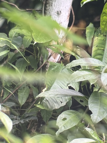 Russet Antshrike (Thamnistes anabatinus), photo 3
