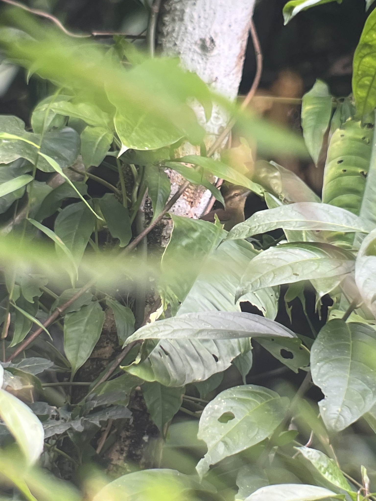 Russet Antshrike (Thamnistes anabatinus), photo 3