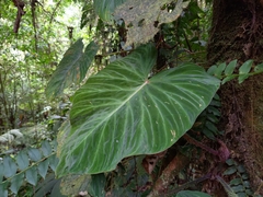 Philodendron verrucosum image