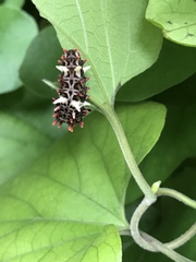 Byasa polyeuctes