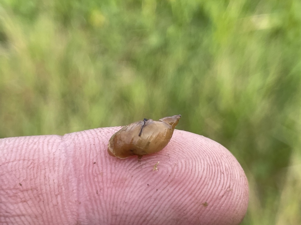 Saltmarsh Ambersnail