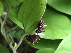 Byasa polyeuctes