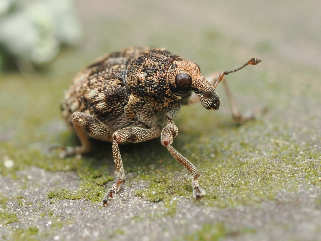 Rhinoncus bruchoides
