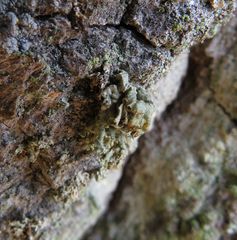 Ramalina baltica