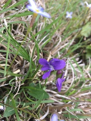Viola sagittata