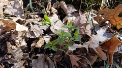 Polygonatum biflorum