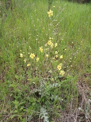 Verbascum leucophyllum